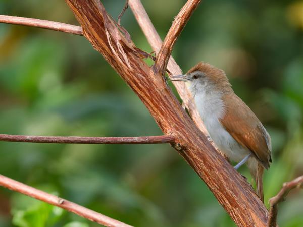 Geelkeelstekelstaart (Certhiaxis cinnamomeus)